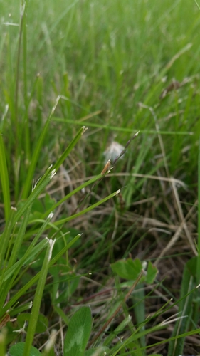 Tischeriidae