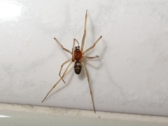 Steatoda grossa