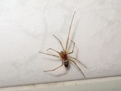 Steatoda grossa