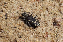 Cicindela tranquebarica kirbyi
