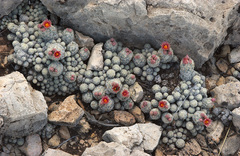 Escobaria sneedii leei