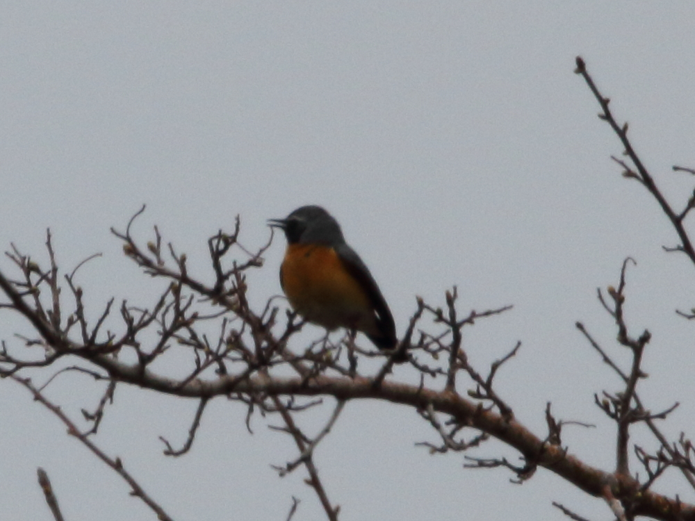 White-throated Robin (Irania gutturalis)
