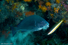 Plectorhinchus mediterraneus