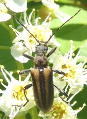 Cortodera longicornis