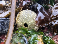 Strongylocentrotidae