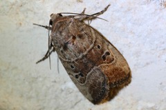 Elaphria fuscimacula