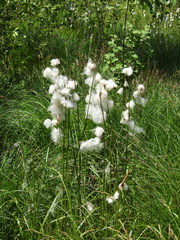 Eriophorum latifolium