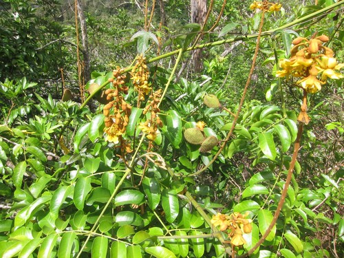 Caesalpinia major iNat (3)