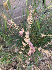 Lepidium perfoliatum