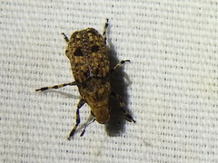 Euparius