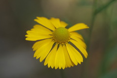 Helenium amphibolum