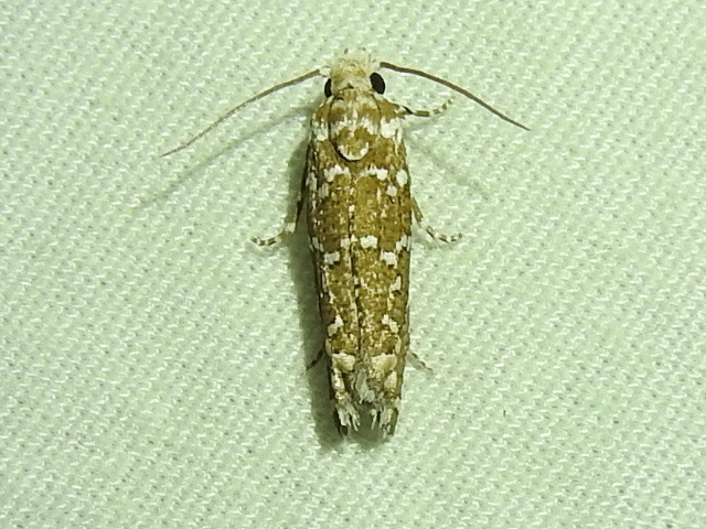 Speckled Eucosma Moth