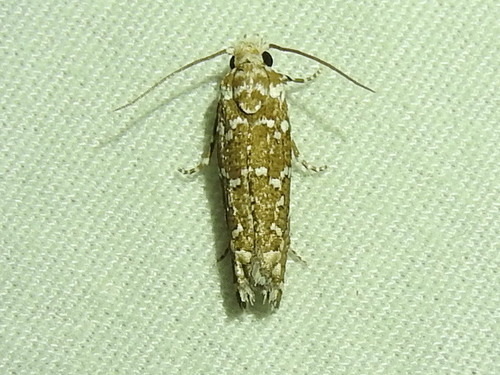 Speckled Eucosma Moth