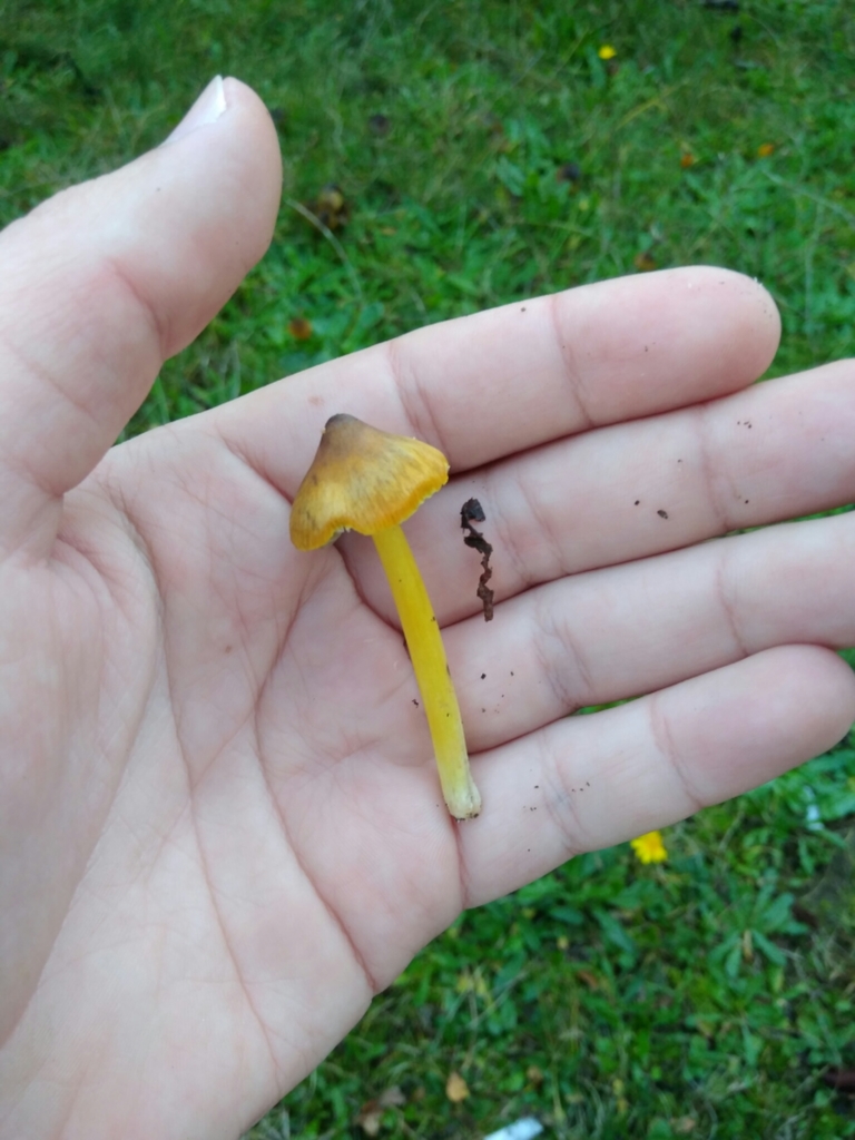 Hygrocybe conica · May 2017 · photo: © cristianriquelme (iNaturalist, cc-by)