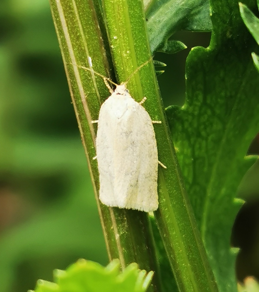 Aphelia unitana