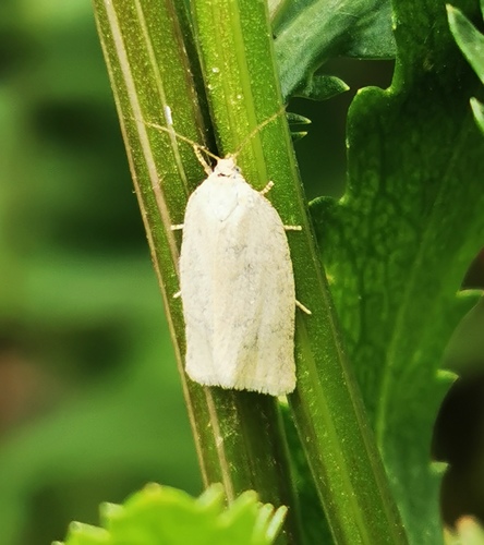 Aphelia unitana