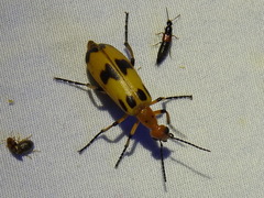 Pyrota punctata