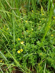Potentilla erecta