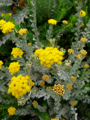 Pentzia dentata