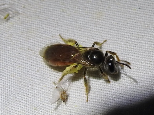 Nocturnal Sweat Bees photo 4