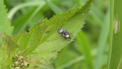 Cionus scrophulariae