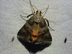 Drasteria ingeniculata