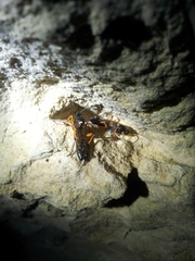 Diphyus quadripunctorius