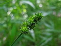Carex cephaloidea