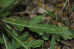 Helenium amphibolum