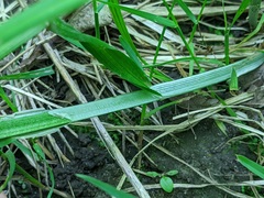 Carex cephaloidea