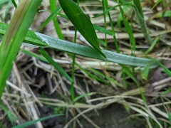 Carex cephaloidea