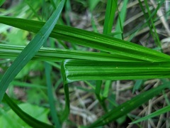 Carex cephaloidea