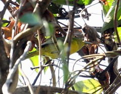 Aegithina lafresnayei