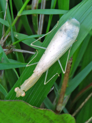 Sinomantis denticulata