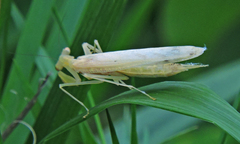 Sinomantis denticulata