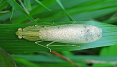 Sinomantis denticulata