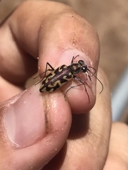 Ellipsoptera cuprascens