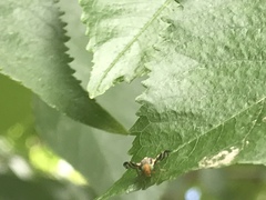 Rhagoletis indifferens