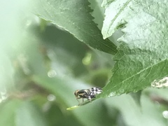 Rhagoletis indifferens