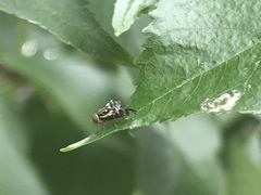 Rhagoletis indifferens