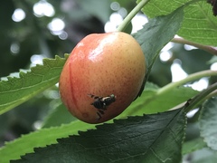 Rhagoletis indifferens