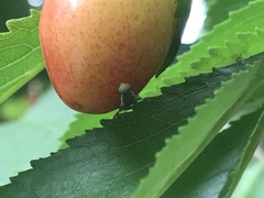 Rhagoletis indifferens