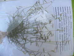 Bouteloua trifida