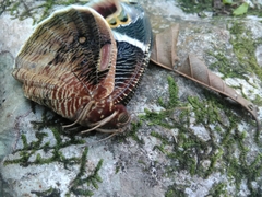 Dynastor macrosiris strix