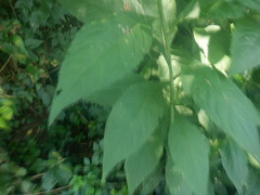 Verbesina alternifolia