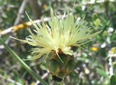 Rhaponticoides africana