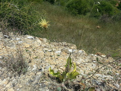 Rhaponticoides africana