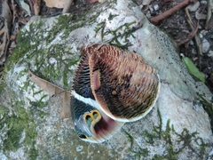 Dynastor macrosiris strix