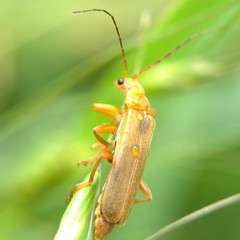 Cantharis