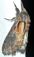 Notodonta scitipennis
